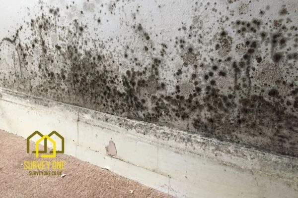 What’s the First Step to Take When You Notice Damp on a Party Wall Farnham?